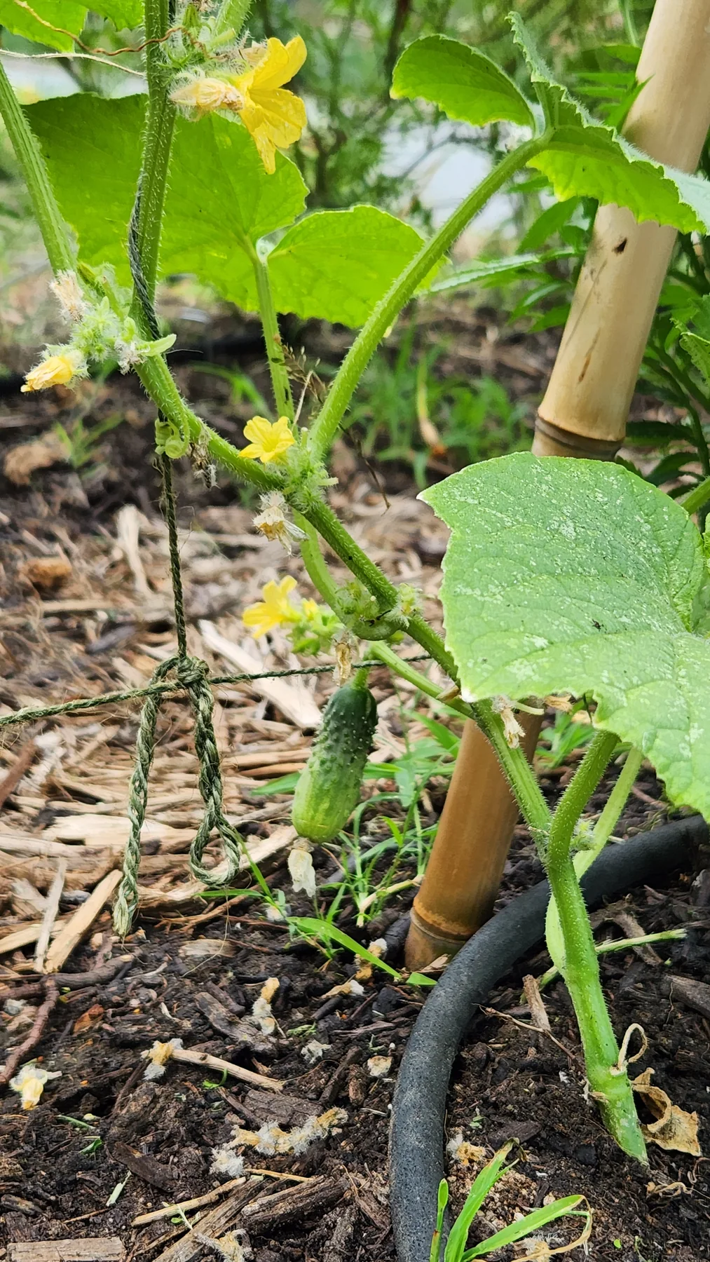 Young cucumber growing beside bamboo support and drip irrigation