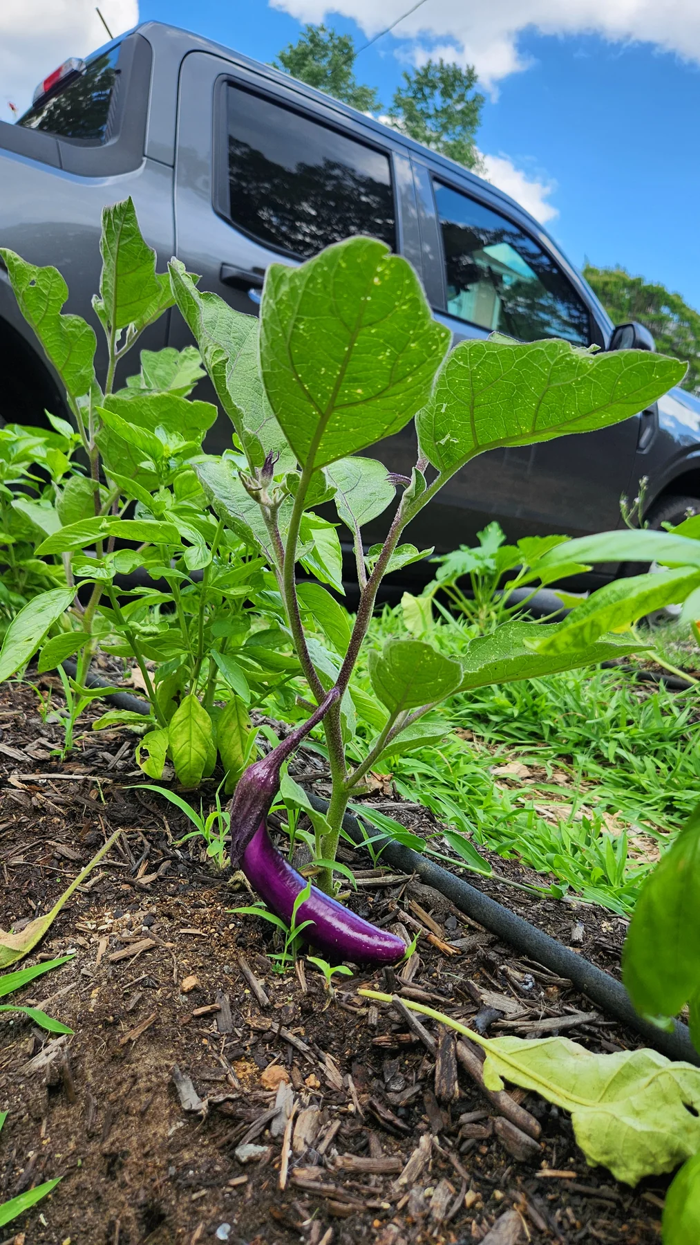 Purple eggplant growing in a mulched mini-farm bed