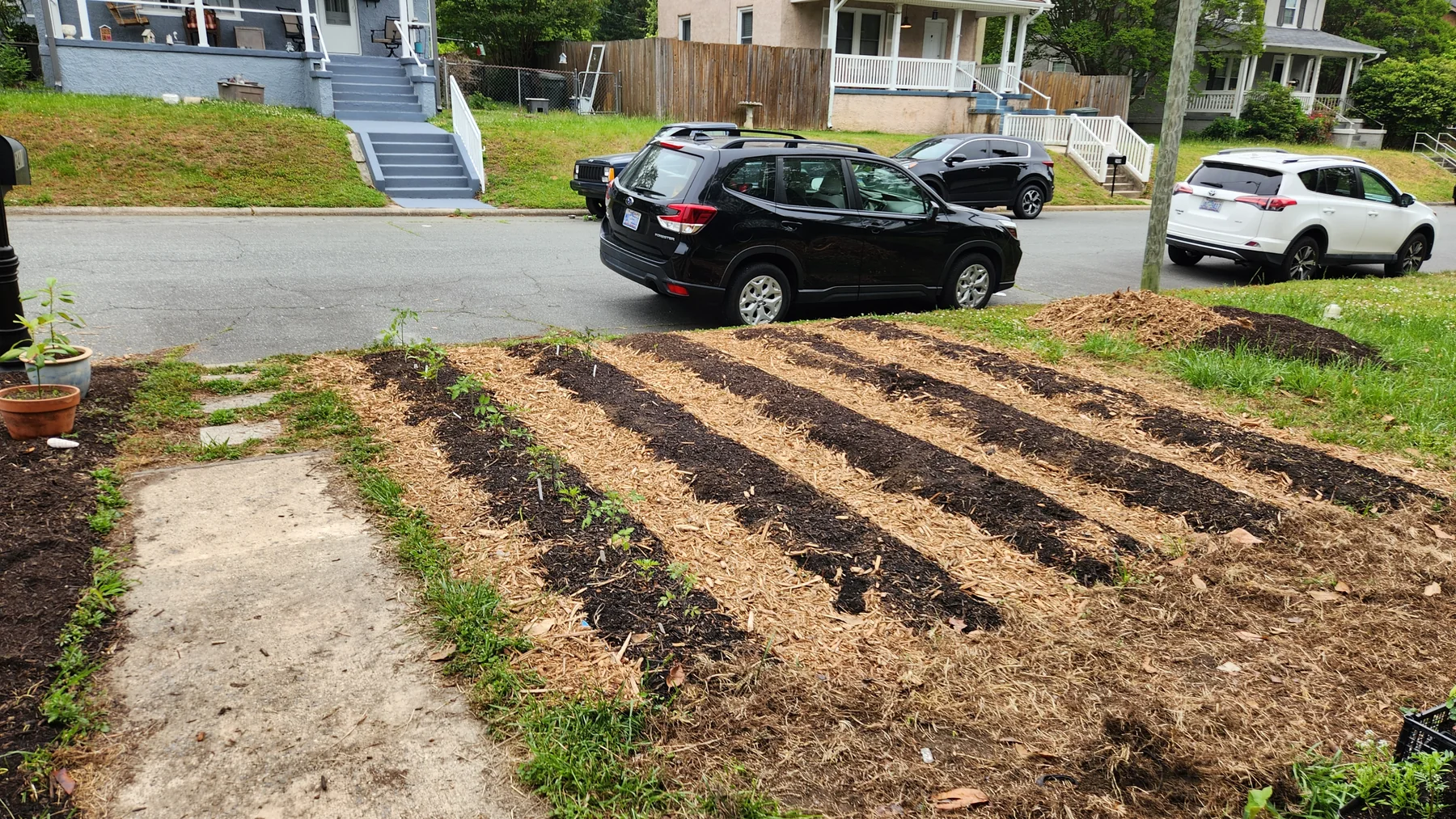 Mulched planting rows during early establishment of the front-yard mini farm