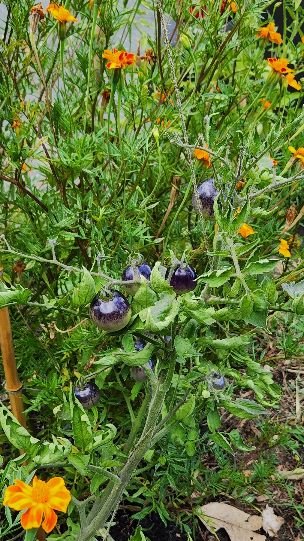 Ripening purple tomatoes growing among orange marigolds