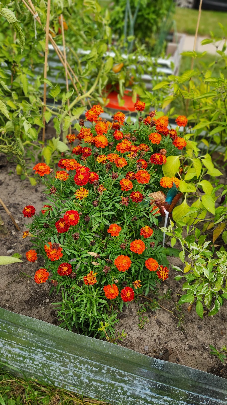 Bright marigolds growing among vegetables in a raised bed